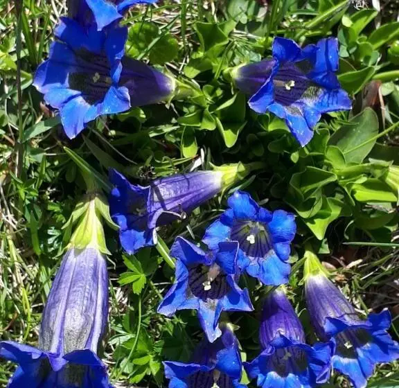 Aamiaismajoitus (B&B) Apartments Kranebitt