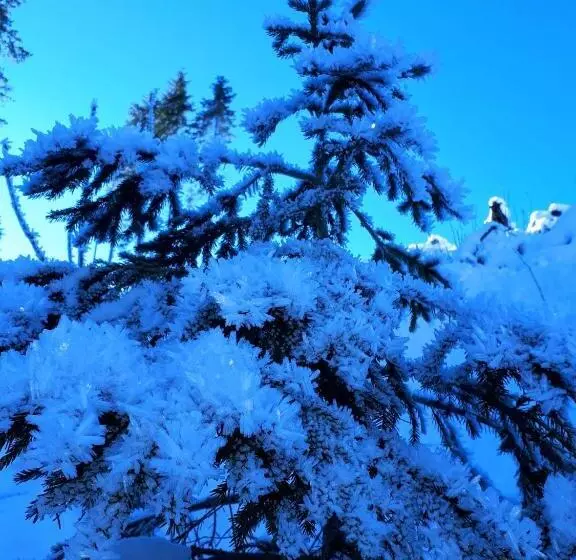 Aamiaismajoitus (B&B) Apartments Kranebitt