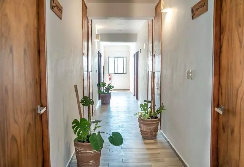 Hotelli Pelecanus Suites Holbox