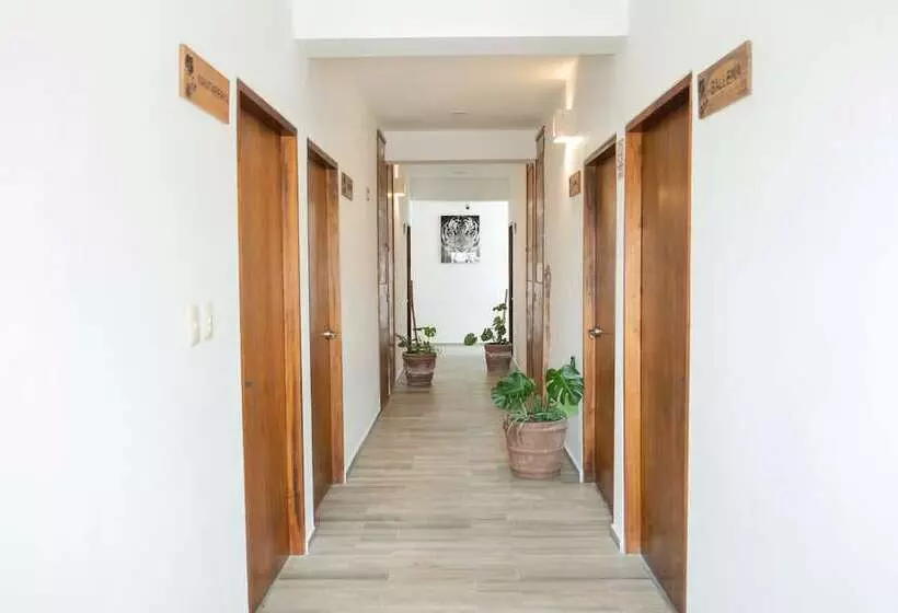 Hotelli Pelecanus Suites Holbox