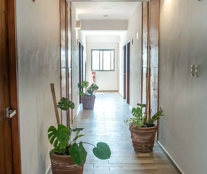 Hotelli Pelecanus Suites Holbox
