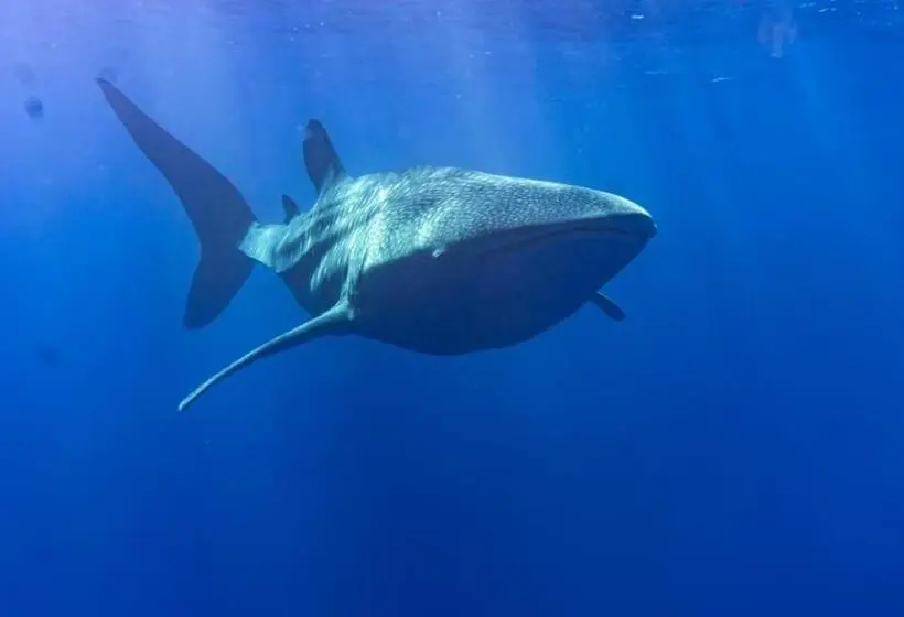 پانسیون Tiger Shark Residence & Dive