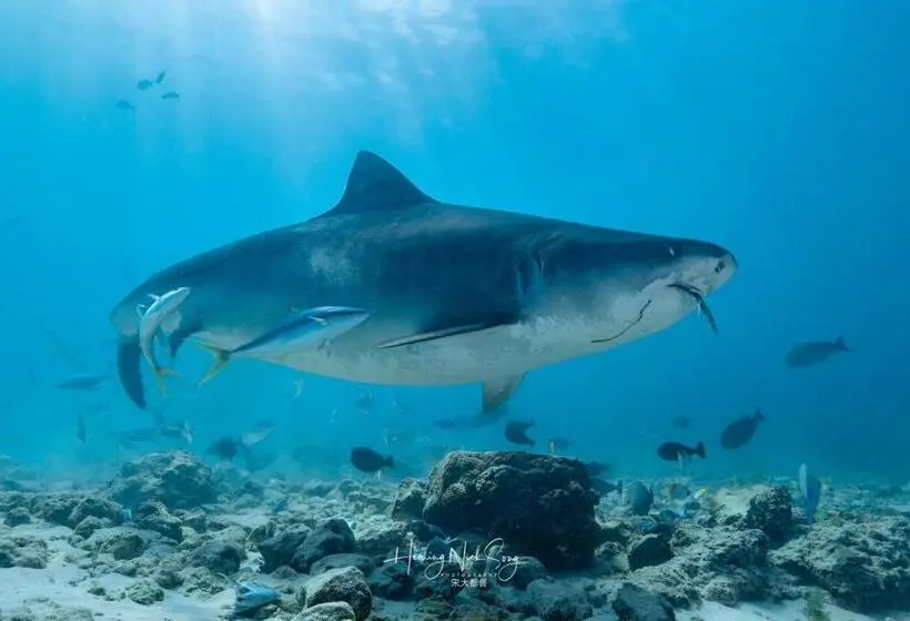 پانسیون Tiger Shark Residence & Dive