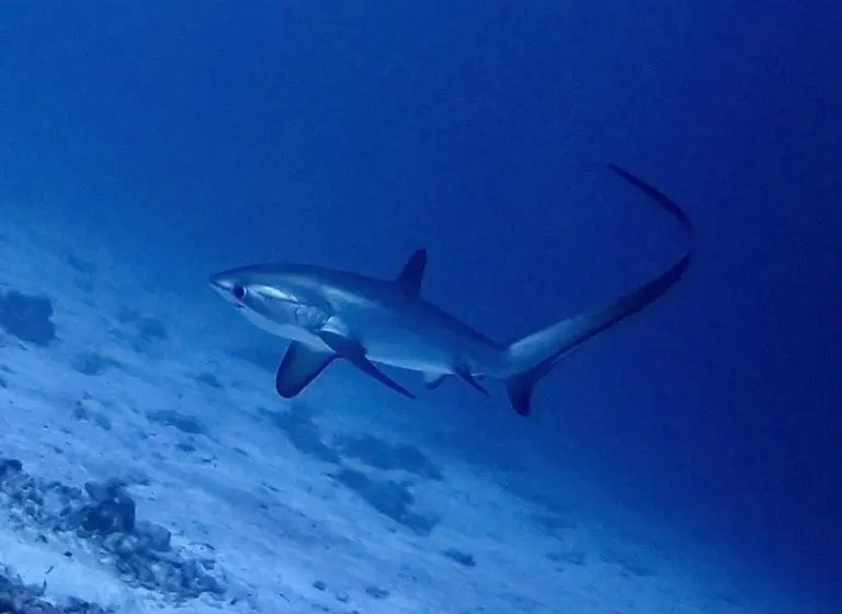 پانسیون Tiger Shark Residence & Dive