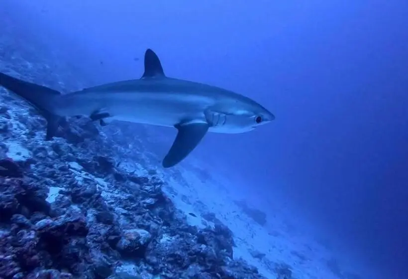 پانسیون Tiger Shark Residence & Dive