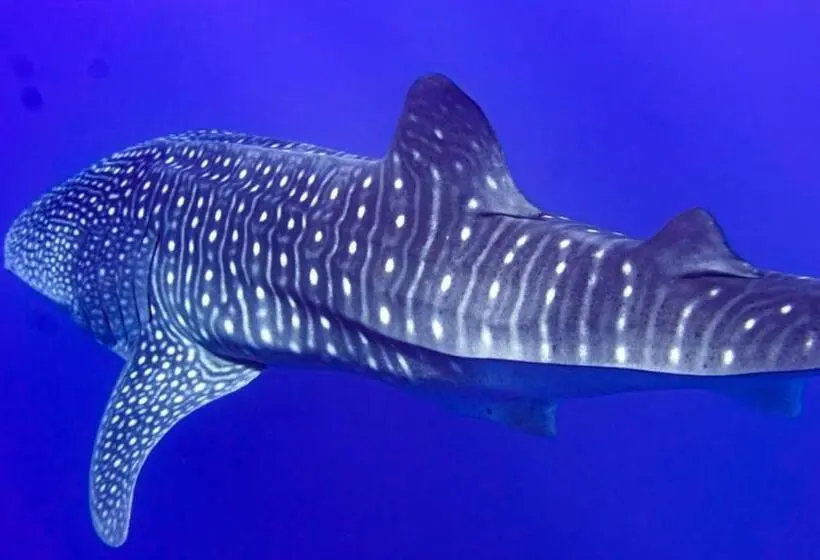 پانسیون Tiger Shark Residence & Dive