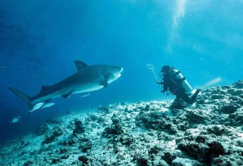 پانسیون Tiger Shark Residence & Dive