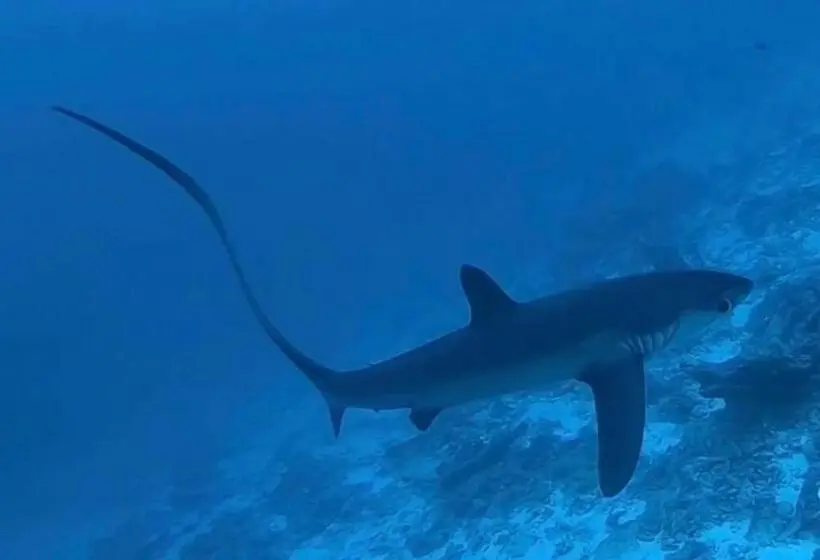 پانسیون Tiger Shark Residence & Dive