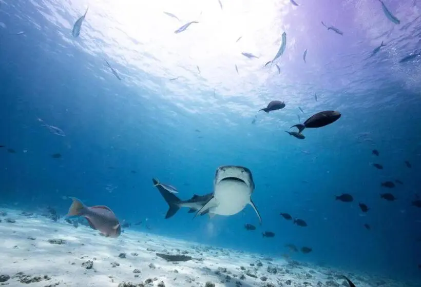 پانسیون Tiger Shark Residence & Dive