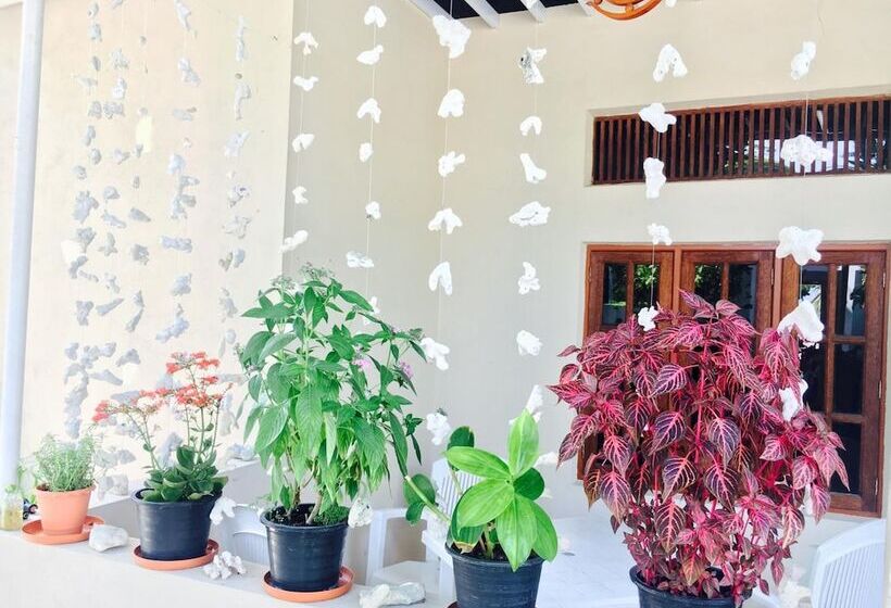 Pension Midsummer Thulusdhoo