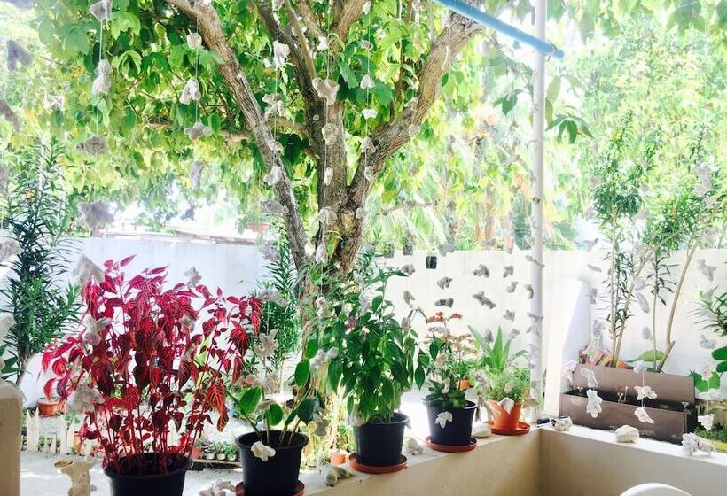 Pension Midsummer Thulusdhoo