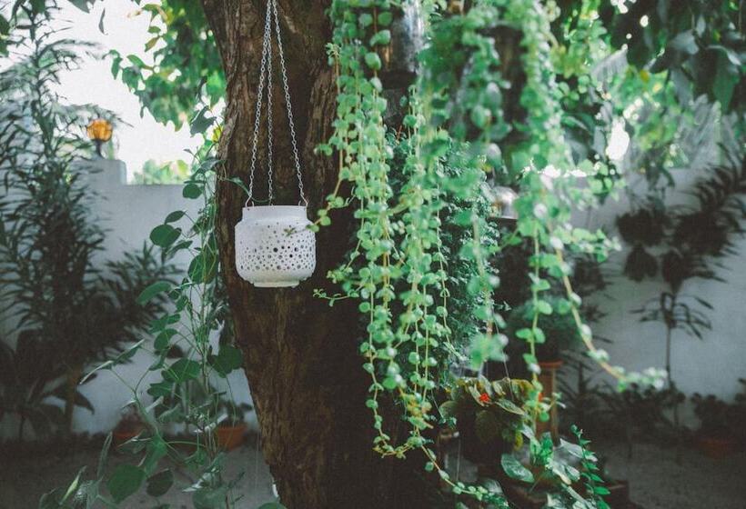 Pension Midsummer Thulusdhoo