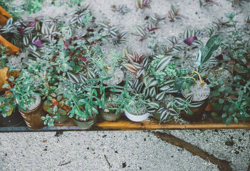 Pension Midsummer Thulusdhoo