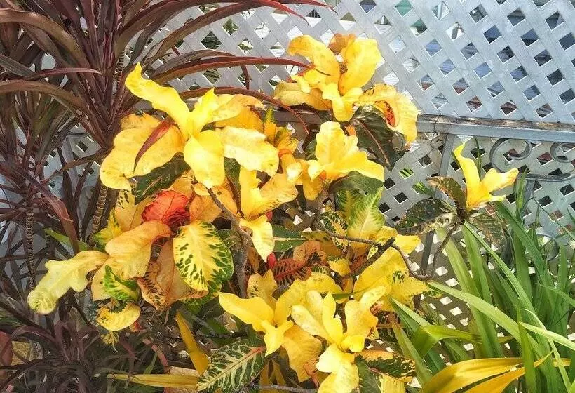 هتل Forty Winks Inn