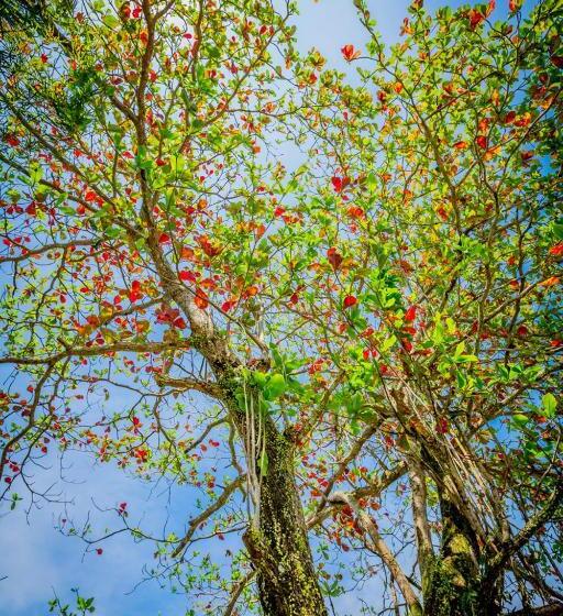 فندق Beringgis Beach Resort & Spa