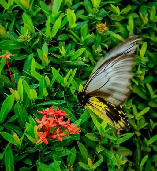 Szálloda Beringgis Beach Resort & Spa