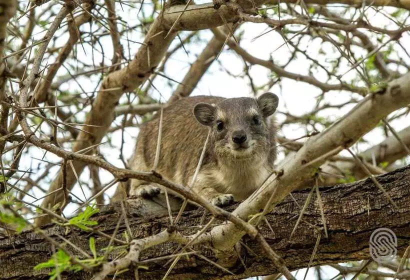 هتل Mbuzi Mawe Serena Camp