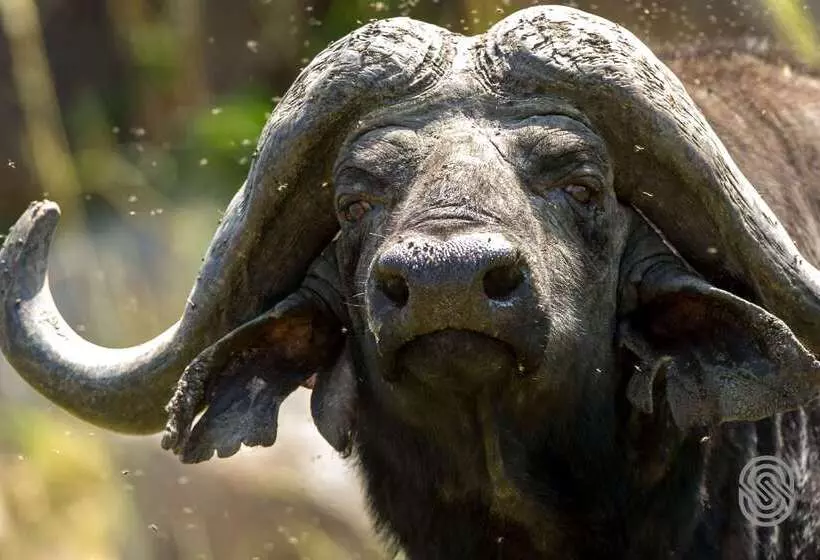 هتل Mbuzi Mawe Serena Camp