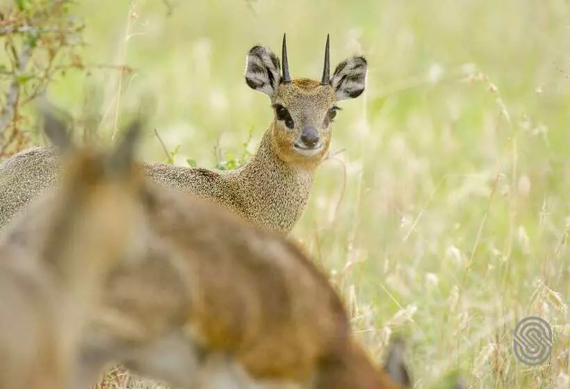 هتل Mbuzi Mawe Serena Camp