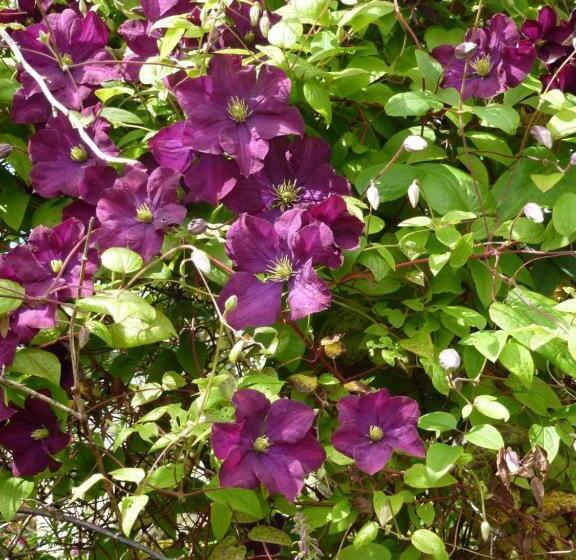 酒店 Home Farm Bed And Breakfast