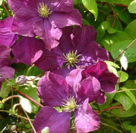 בית מלון כפרי Home Farm Bed And Breakfast