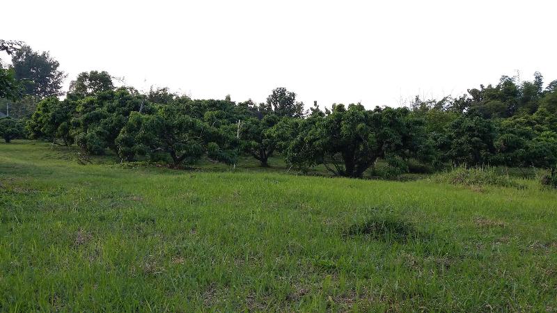 בית מלון כפרי Baan Saun Homestay By Lamyai Khunmae