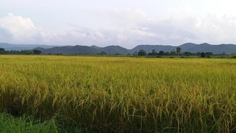 בית מלון כפרי Baan Saun Homestay By Lamyai Khunmae