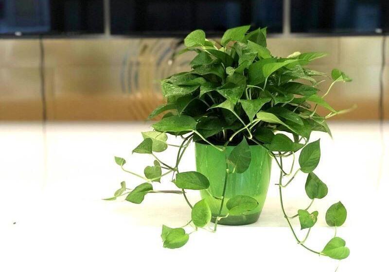 ホテル Greentree Inn Dongtai Sancang Town