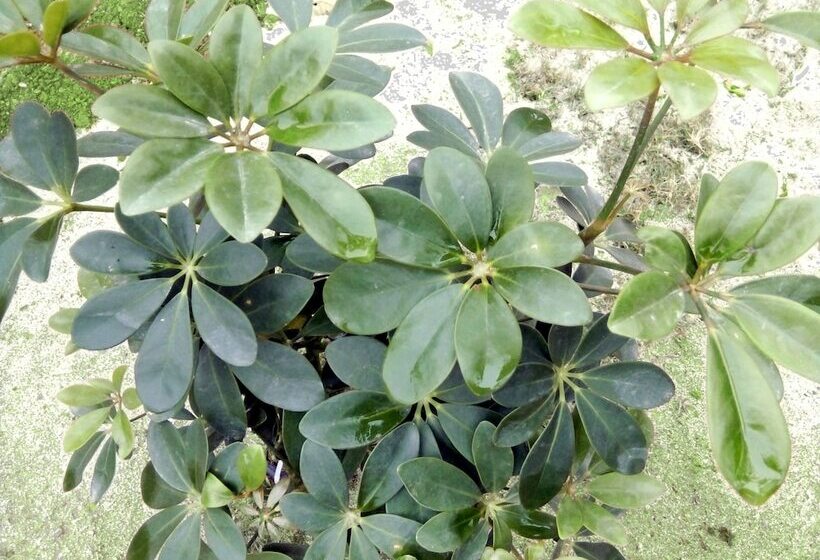 Hotel Ninh Bình Friendly Homestay