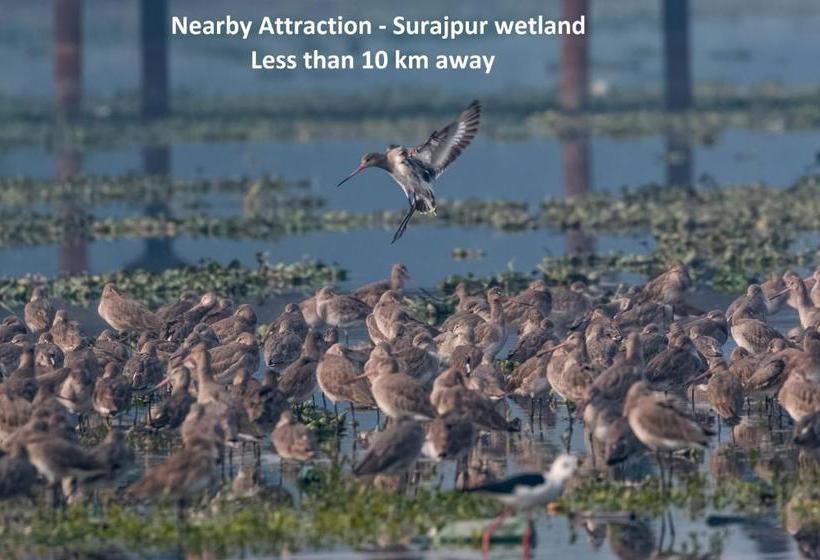 Hotel Oyo 40002 The Rejoice