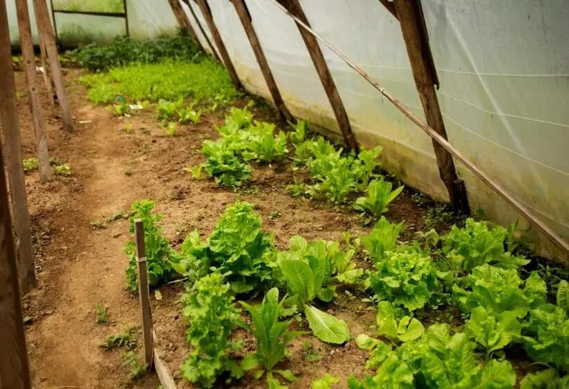 Majatalo Hindiba Doga Evi