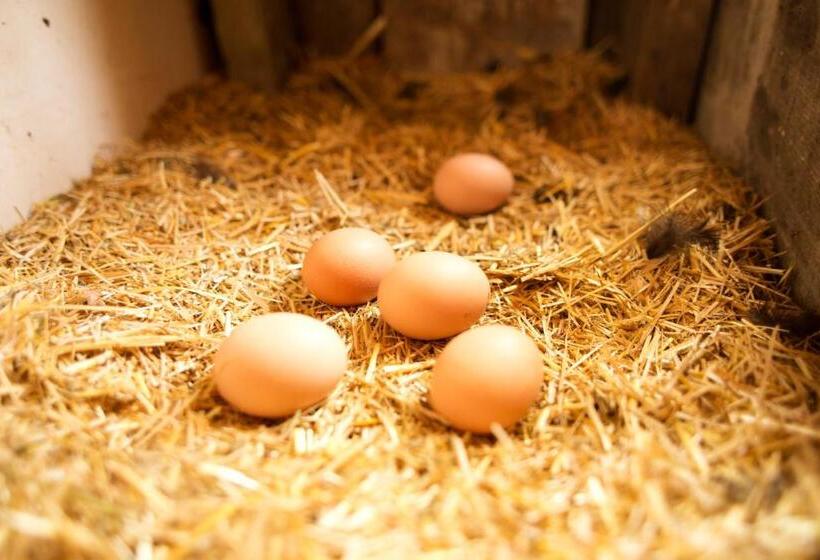 膳宿费 Hindiba Doga Evi