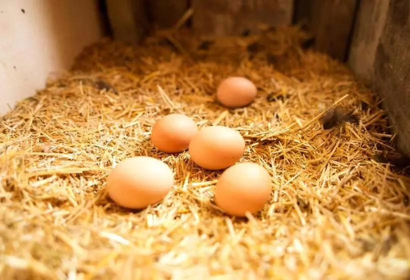 Majatalo Hindiba Doga Evi