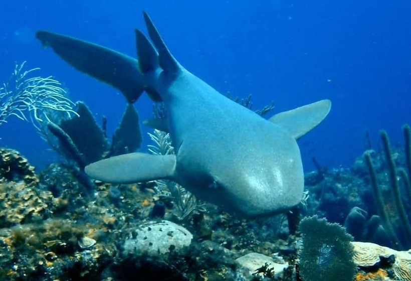 هتل Corona Del Mar