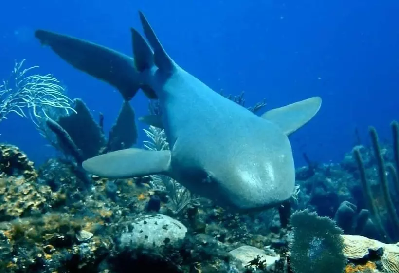 ホテル Corona Del Mar