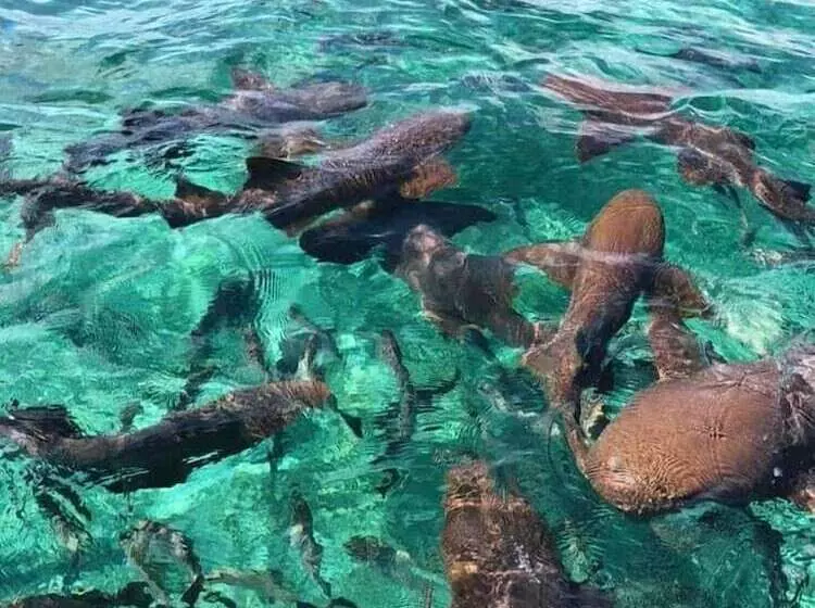 ホテル Corona Del Mar