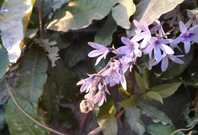 Bed & Breakfast Finca La Vertiente