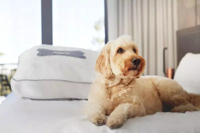 The Westin Monache Resort, Mammoth