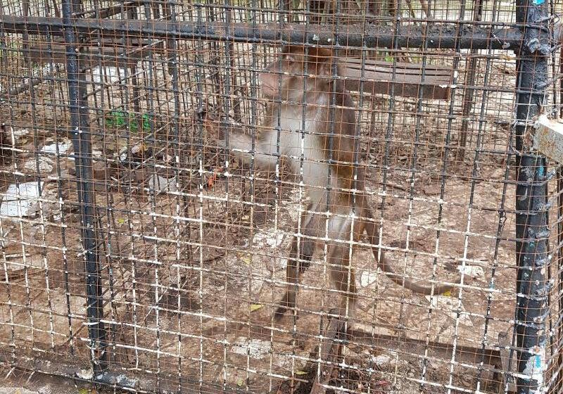 בית מלון כפרי Nipa Hut Resort