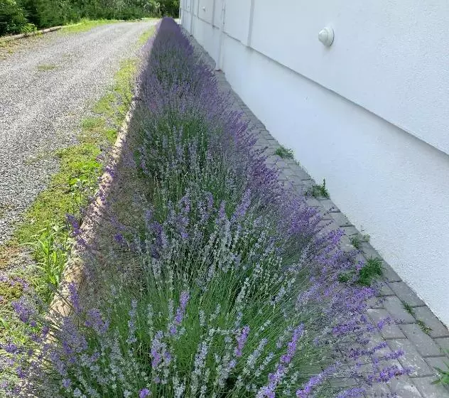 Pensiunea Salina Gymnasium