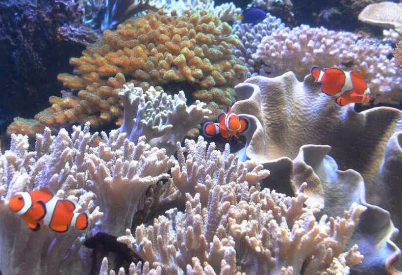 בית מלון כפרי Toyoko Inn Niigata Ekimae