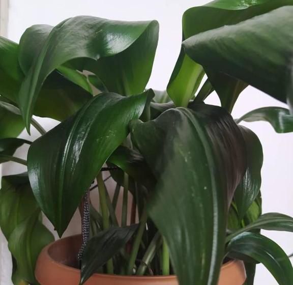 بنسيون Guest House Tunduk