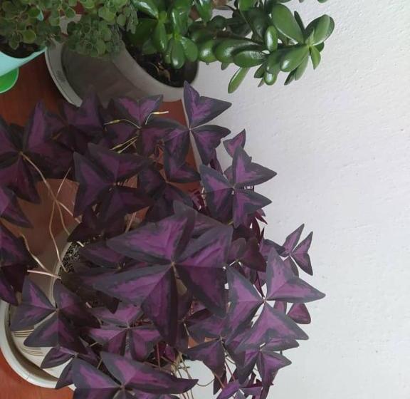 بنسيون Guest House Tunduk