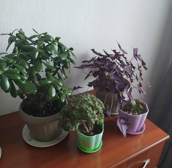 بنسيون Guest House Tunduk