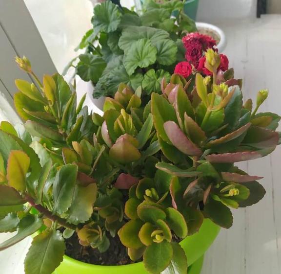 بنسيون Guest House Tunduk