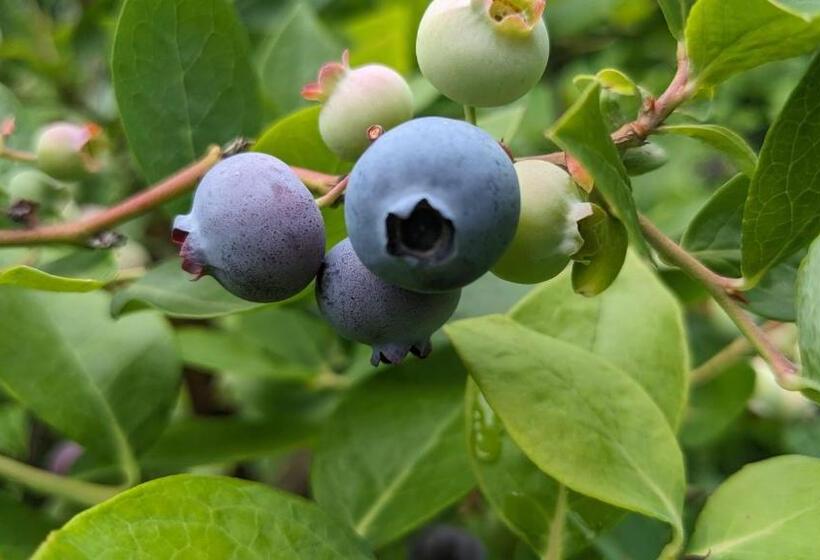 Pensjonat えころっじkitsuki