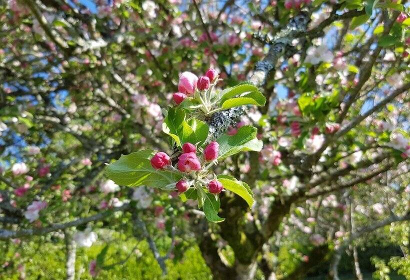 Great Trethew Manor Hotel & Self Catering Lodges