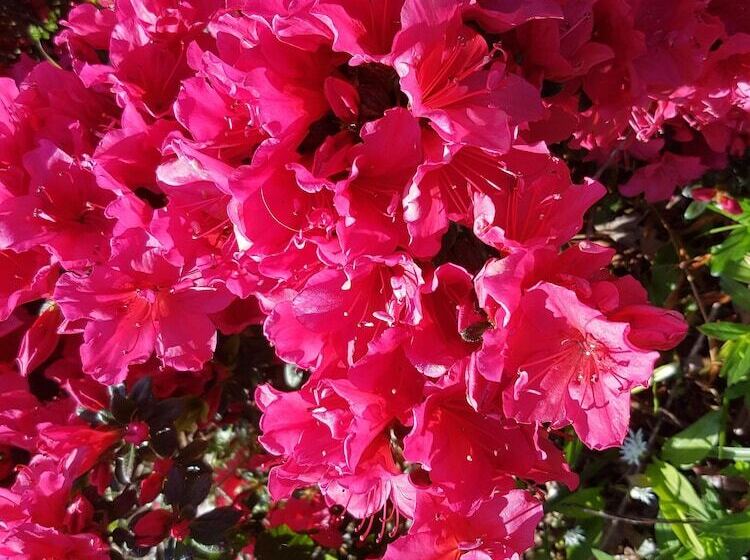 Great Trethew Manor Hotel & Self Catering Lodges