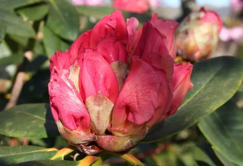 Great Trethew Manor Hotel & Self Catering Lodges