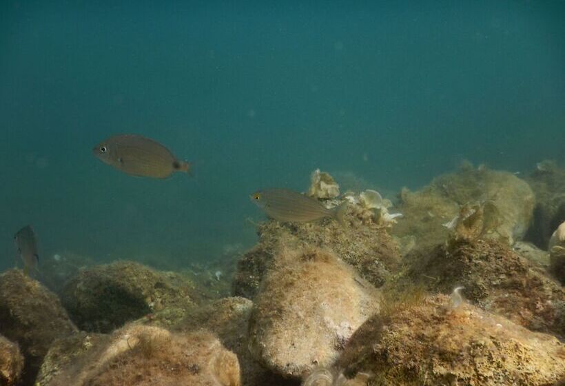 ホテル Tamarix Residence